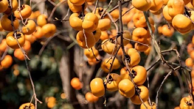 恭城柿子園（泗安村）+紅岩村一日遊（獨立成團+中文司機）