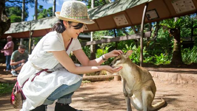 凱恩斯庫蘭達雨林一日遊【可加購抱考拉＋酷牛農場＋團後送機】