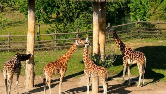 Prague Zoo: Entry Ticket + Audio Guide