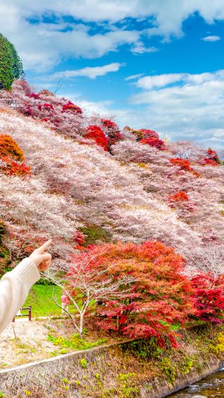 [Autumn Nagoya] Korankei gorge + Senmi Shikizakura no+  Magome-juku & Enakyo Day Tour