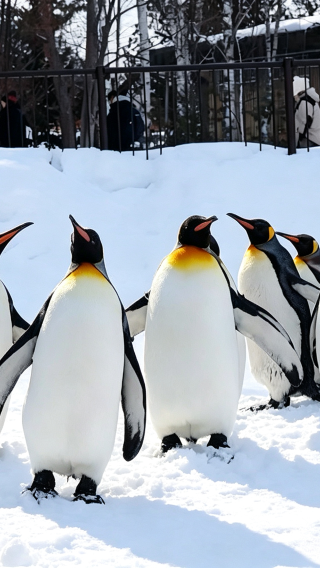 北海道丨旭川動物園+千代田ファーム+クリスマスツリーの木+白ひげの滝+白金青い池ワンデーツアー