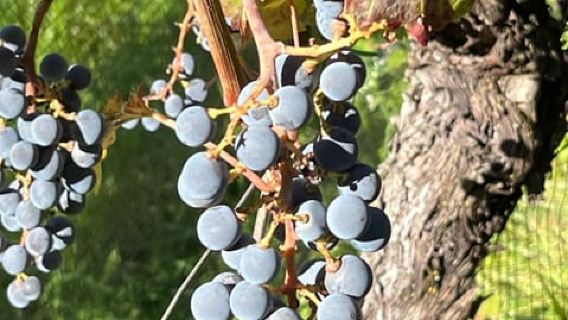 Discover Bolzano: History & Nature with Wine Tasting at Thurnhof