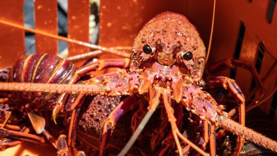 Kalbarri Crayfish Catch & Keep Tour