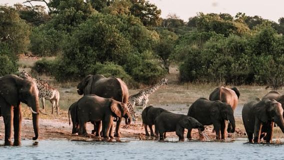 Safari in Game Drive e passeggiata tra i rinoceronti