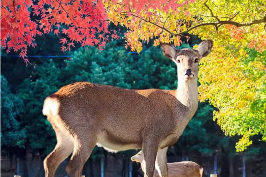 日本京都府宇治市奈良公園+清水寺+嵐山一日遊