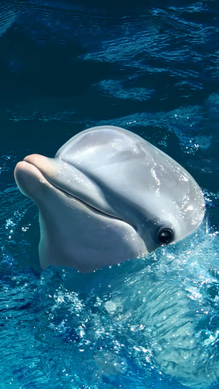 【可選中英雙語·選贈門票】沖繩北部一日遊萬座毛水族館古宇利島
