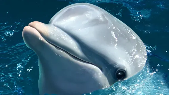 沖繩北部一日遊·美麗海水族館【9人/巴士團】可飯店接駁可贈票