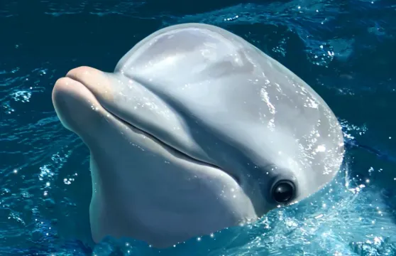 【選贈門票·可接送】沖繩北部一日·水族館+萬座毛+古宇利島