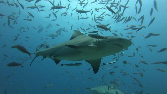 Фиджи, однодневный тур на остров Куата с плаванием с акулами