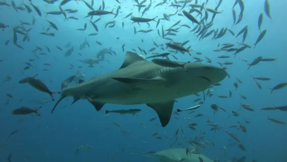 피지 쿠아타 당일 치기 여행 상어 스노클링