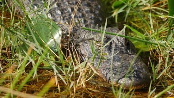 Everglades airboat adventure tour with transportation