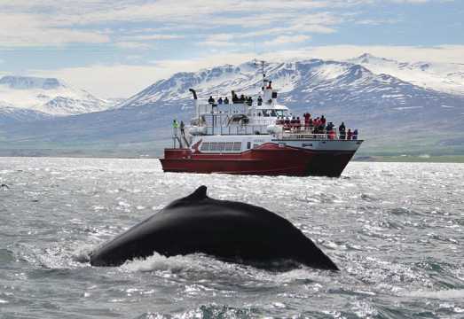 Akureyri Whale/Northern Lights Cruise Experience in Iceland [Multiple Boat Types & Activities Available/Free Reboarding if No Whales or Northern...