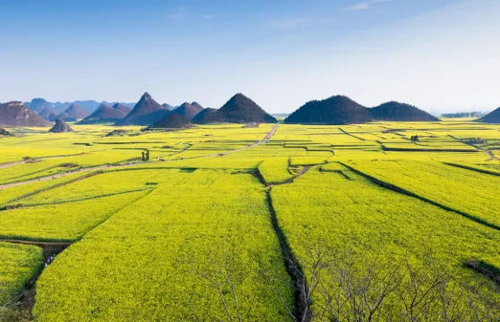 羅平油菜花一日遊