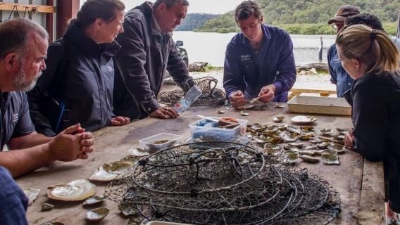 Broken Bay Pearl Farm: Boat Cruise + Pearl Grading