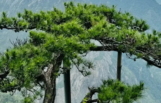 江西九江廬山包團人工講解服務【門票觀光車自理+資深講解帶隊】