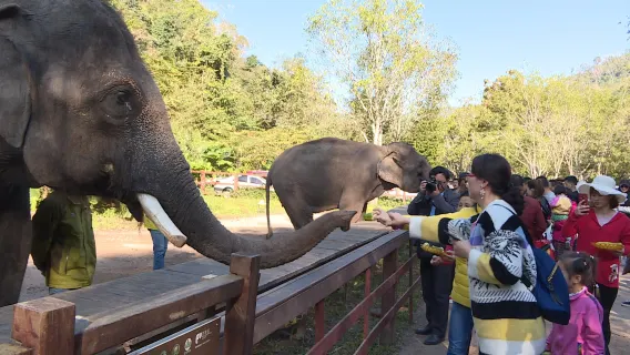 excursión de un día al Parque Forestal Primordial de Xishuangbanna y al Valle de los Elefantes Salvajes