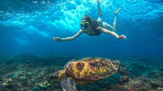 Da Bali: tour di un giorno tra i punti panoramici della costa occidentale dell'isola di Penida + 3 punti per lo snorkeling|Visita guidata
