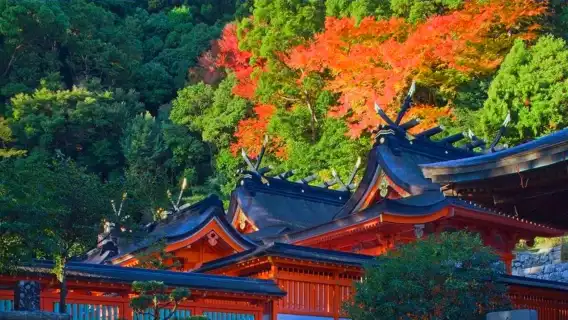 Kumano Kodo one-day tour with Private Car |Freely customize your itinerary