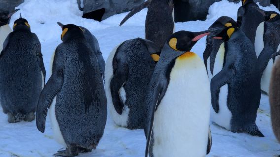 日本札幌來回旭川富良野美瑛/可小樽登別北海道多日包車-精選
