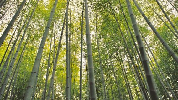 Tour 1 ngày từ Nagoya: Đi bộ đường dài trên Đường mòn Nakasendo lịch sử