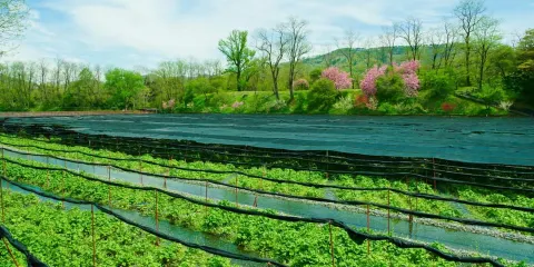 松本市全攻略:城堡、味噌、芥末、葡萄酒與浮世繪