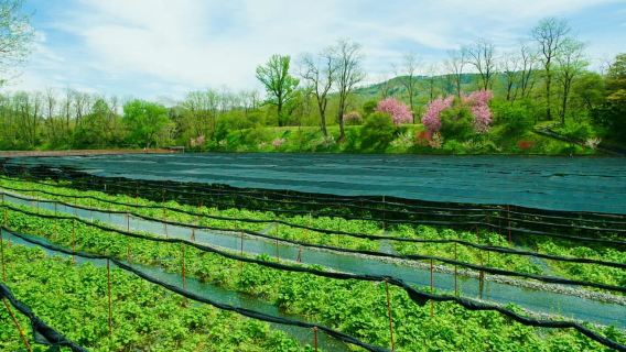 Matsumoto Everything: Castle, Miso, Wasabi, Wine & Ukiyo-e