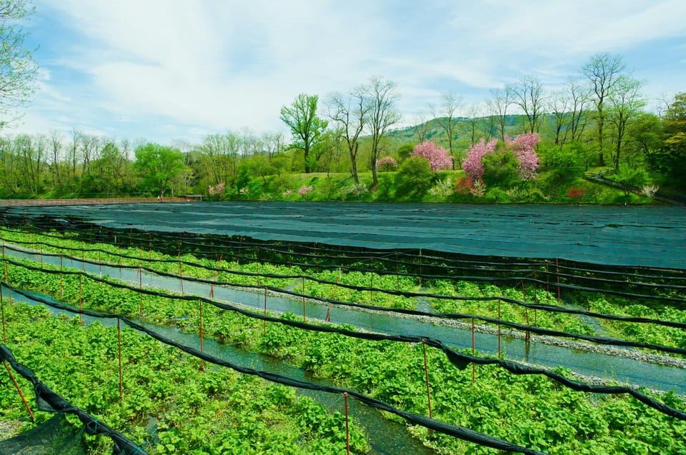 มัตสึโมโตะ ทุกอย่าง: ปราสาท มิโซะ วาซาบิ ไวน์ และภาพอุคิโยะเอะ