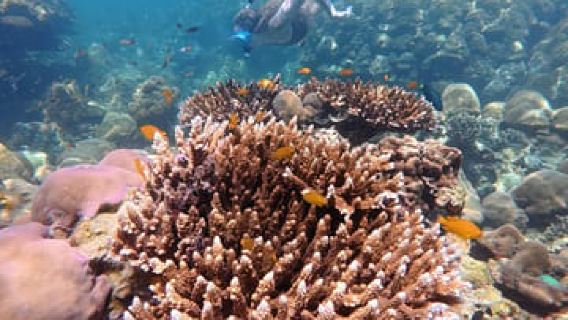 Koh Lipe : programme A d'excursion de plongée en apnée en bateau à longue queue