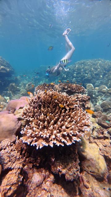 Koh Lipe: Longtail Boat Snorkeling Trip Program A