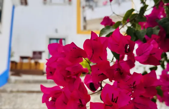 葡萄牙櫻桃酒小鎮奧比多斯+馬伕拉中文包車一日遊（里斯本來回）