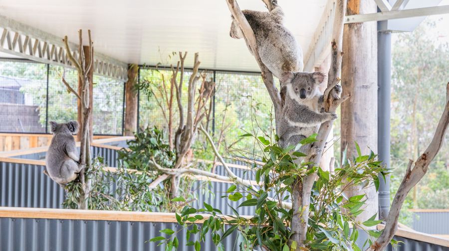 藍山一日遊+無尾照【含藍山纜車雪梨動物園餵袋鼠】