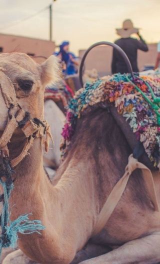 Agafay Desert evening cultural experience: dinner and folk show