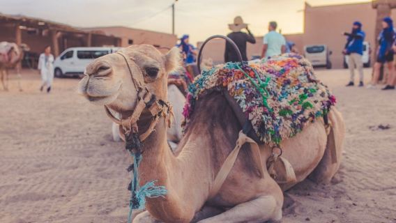 Agafay Desert evening cultural experience: dinner and folk show