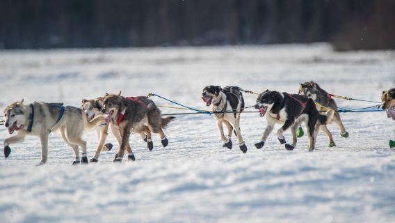 費爾班克斯〈狗拉雪橇／ATV 體驗之旅〉