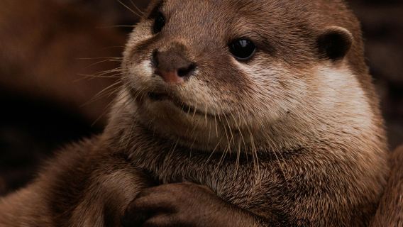 9-person group · 1-day tour to Asahiyama Zoo, Biei, Blue Pond, and Forest Terrace in Hokkaido