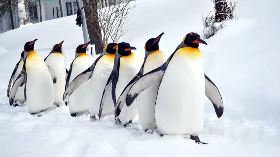 Hokkaido Winter Classic 1-day Tour: Asahiyama Zoo + Shirahige Waterfall + Shirogane Blue Pond (Aoiike) + Forest Elf Terrace