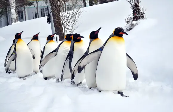 北海道冬季經典一日遊：旭川市旭山動物園+白鬚瀑布+青池+森林精靈台