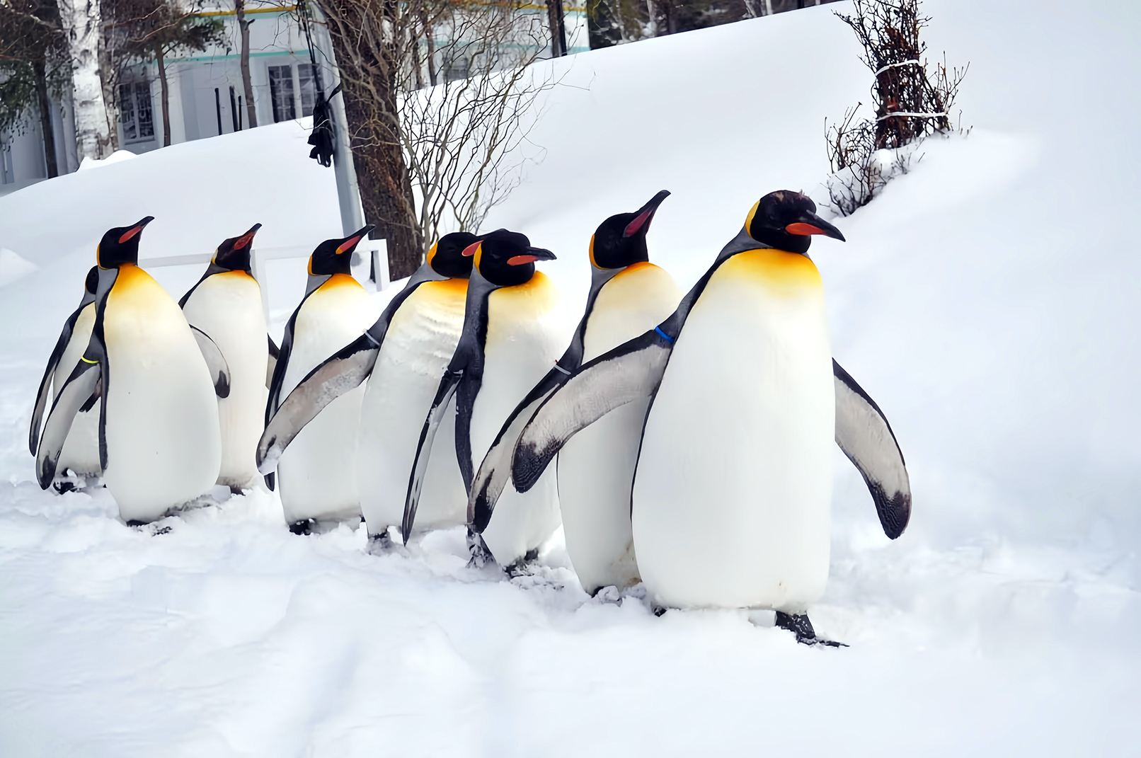 Tour classico invernale di un giorno a Hokkaido: zoo di Asahiyama + cascate Shirahige + Stagno Blu + terrazza degli spiriti del bosco