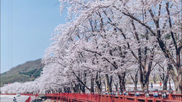 Excursión de un día para ver los cerezos en flor en Seúl, Corea | Isla Nami × Parque de Alpacas × Camino de los Cerezos en Flor del Edén