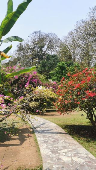 ทัวร์หมู่คณะสวนพฤกษศาสตร์สิบสองปันนา+สวนไท: พรรณไม้เขตร้อนพบกับวัฒนธรรมไท