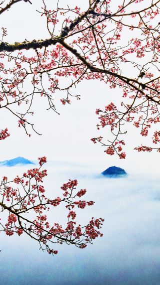Poetic Day Tour to Pingxiang Wugong Mountain: Unveil Alpine Meadows [Ticket+Private Car]