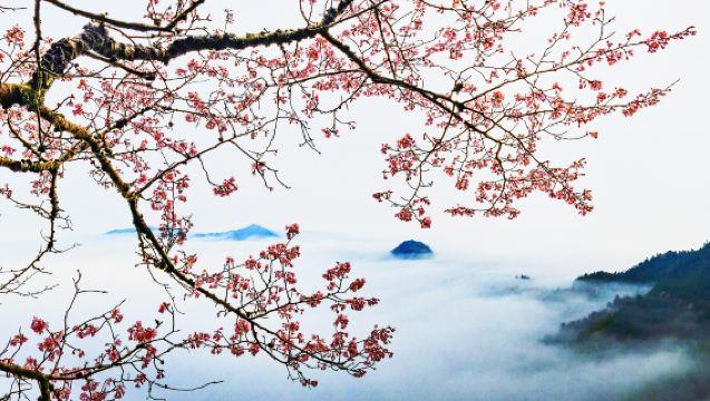 Tour Trong Ngày Đầy Chất Thơ Đến Núi Ngũ Công Bình Hương: Khám Phá Thảo Nguyên Núi Cao [Vé Vào Cổng + Xe Riêng]