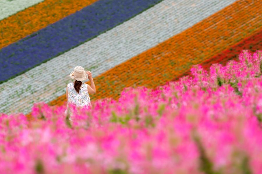 [Keberangkatan Dijamin] Tur Harian Biei Blue Pond+Air Terjun Shirahige+Pohon Mild Seven dari Sapporo