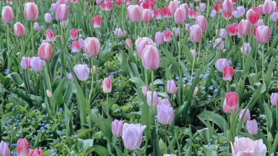 Lawatan Sehari ke Istana Versailles + Fondation Claude Monet + Pekan Van Gogh Auvers