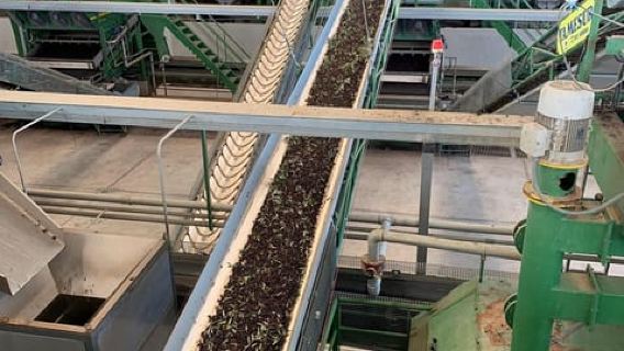 Jaén: Entdecke die Geheimnisse des Olivenöls – Tour & Verkostung