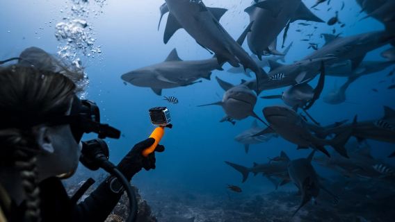 Mergulho com tubarões em Beqa, Fiji - Passeio de um dia: Paraíso dos mergulhadores + 2 mergulhos com tubarões em Beqa