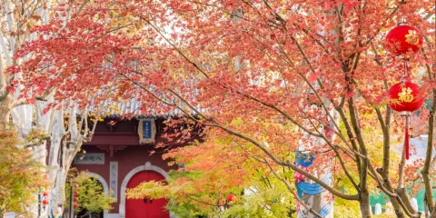 南京包車一日遊(博物院+牛首山文化旅遊區+夫子廟+秦淮河等景點)