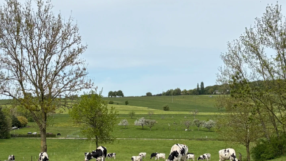 Luxembourg | Hutan batu pasir ngarai semula jadi + bandar lama berusia ribuan tahun [Sewaan peribadi lawatan sehari]