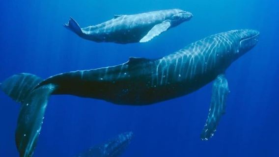 Île Maurice : excursion d'une journée pour observer les baleines et barbecue sur l'île aux Bénitiers