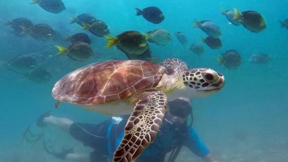 HonoluluExperiences